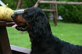 SETTER GORDON 038